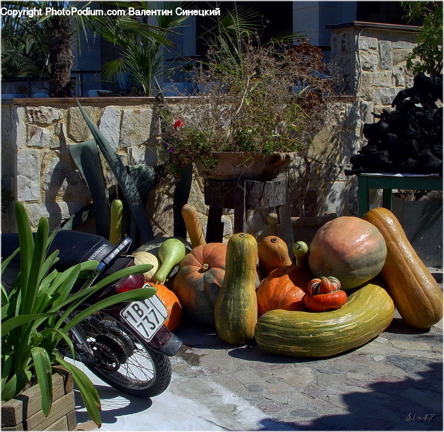 Plant, Potted Plant, Motor, Motorcycle, Vehicle, Citrus Fruit, Fruit