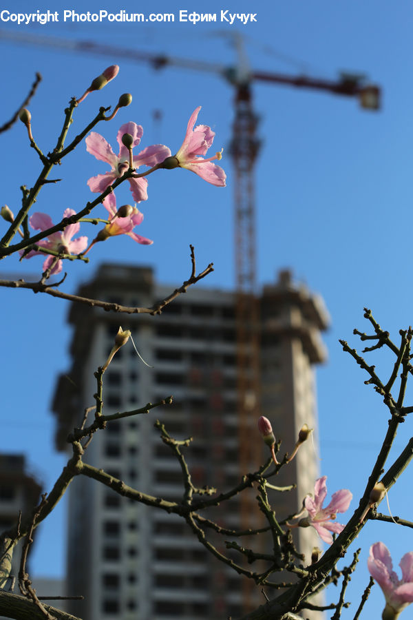 Blossom, Flora, Flower, Plant, Cherry Blossom