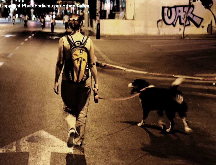 People, Person, Human, Animal, Canine, Collie, Dog