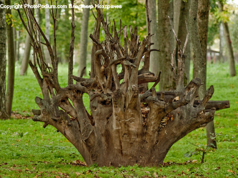 Tree Trunk, Animal, Deer, Elk, Mammal, Wildlife, Plant