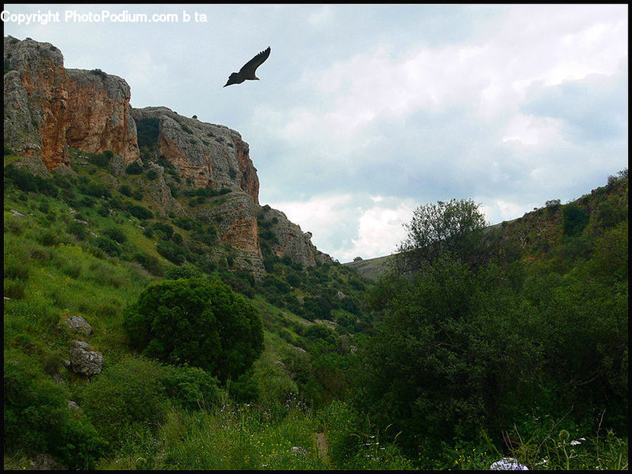 Cliff, Outdoors, Rock, Bush, Plant, Vegetation, Landscape