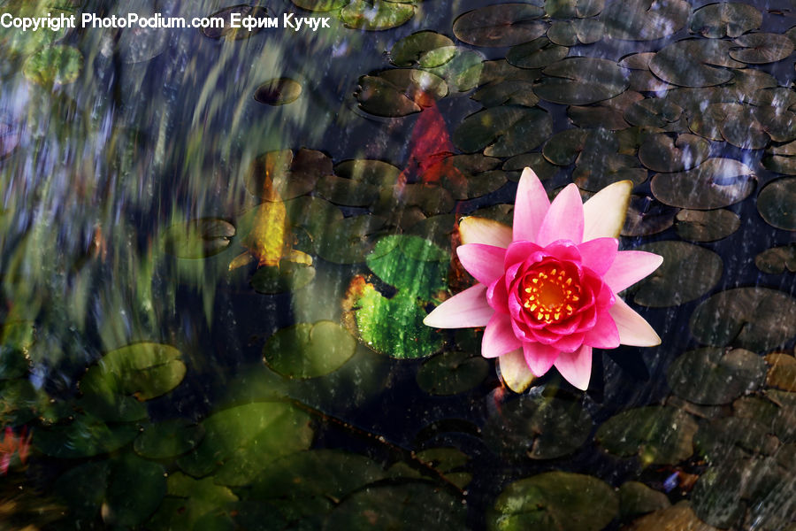 Flower, Lily, Plant, Pond Lily, Water, Blossom, Flora