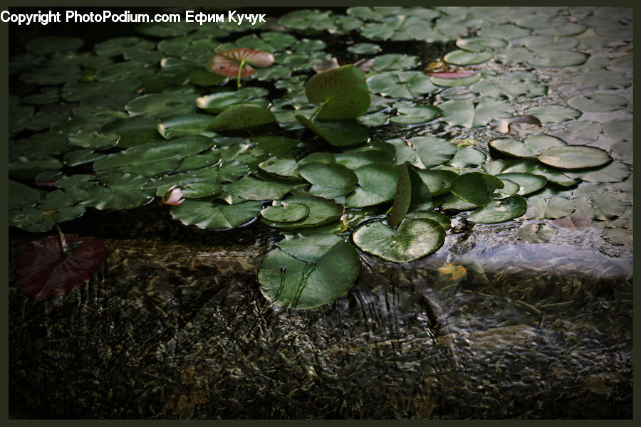 Flower, Lily, Plant, Pond Lily, Outdoors, Pond, Water