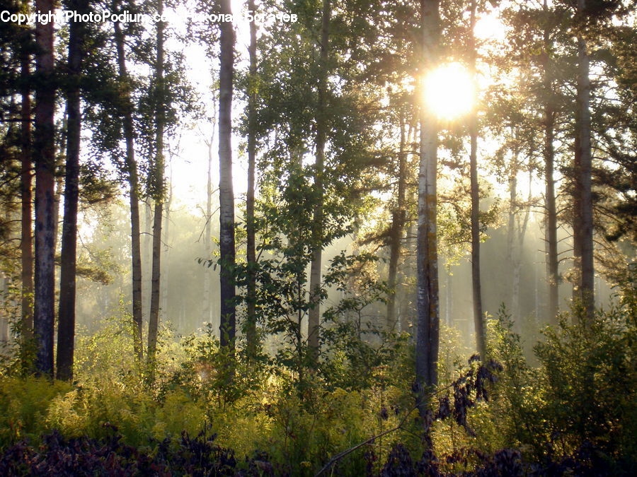 Forest, Vegetation, Flare, Light, Sunlight, Bush, Plant