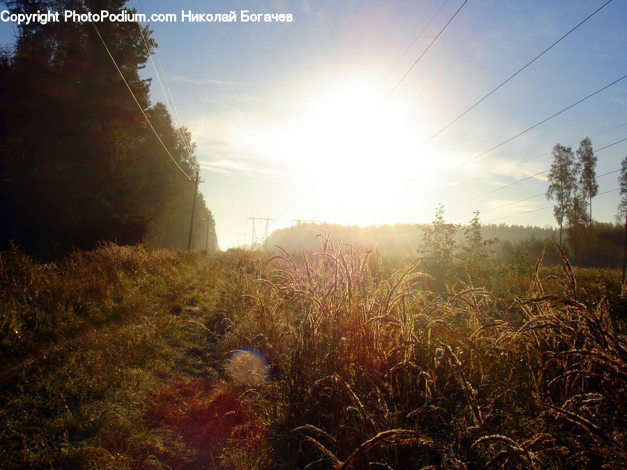 Field, Grass, Grassland, Plant, Fog, Mist, Outdoors