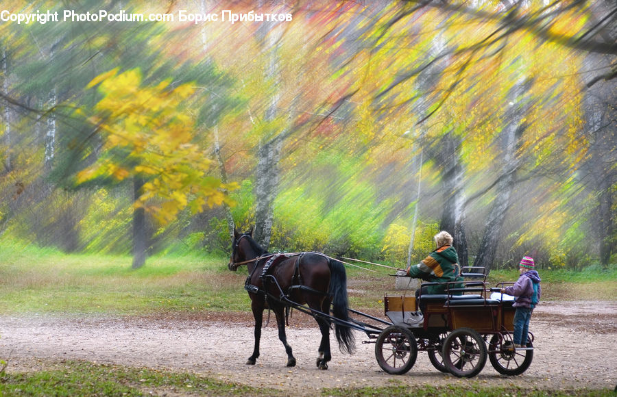 Animal, Horse, Mammal, Carriage, Horse Cart, Vehicle, Countryside