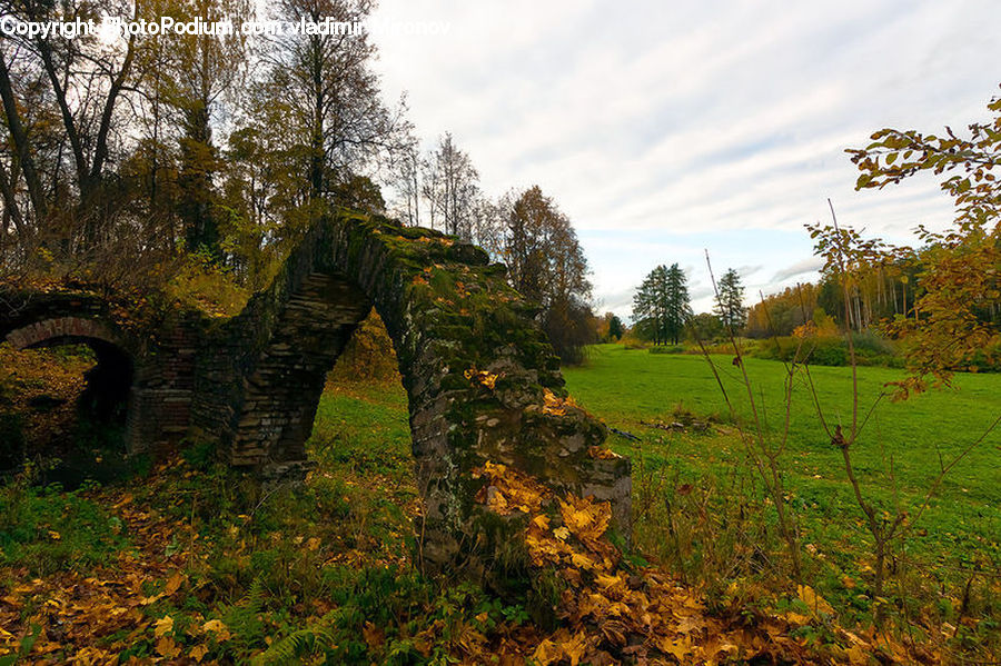 Oak, Tree, Wood, Plant, Forest, Grove, Land