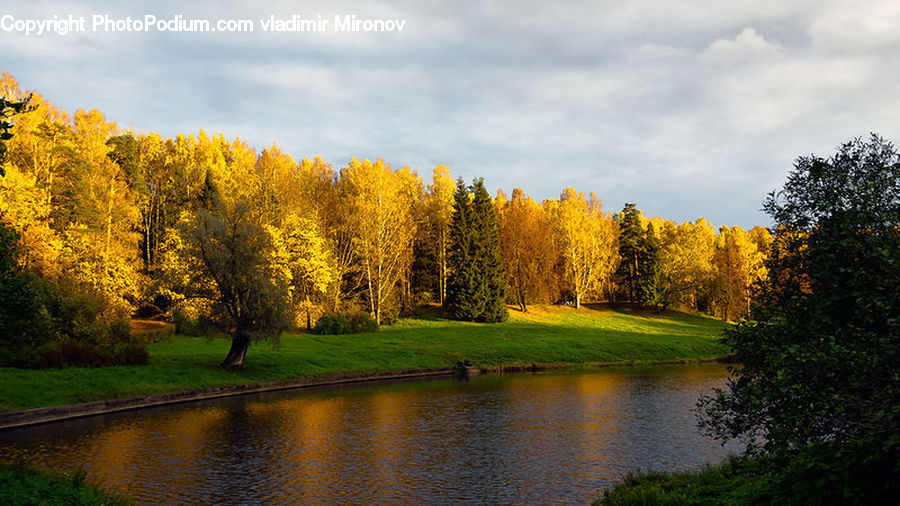 Plant, Potted Plant, Conifer, Fir, Tree, Outdoors, Pond