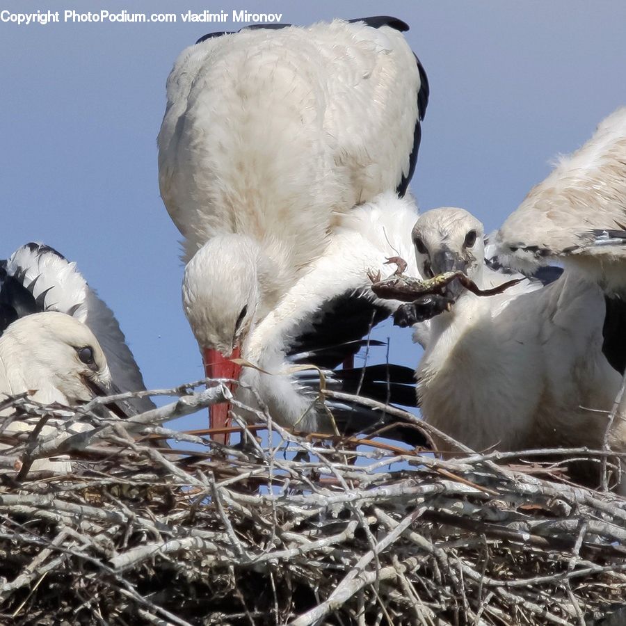 Bird, Booby, Ardeidae, Stork, Beak