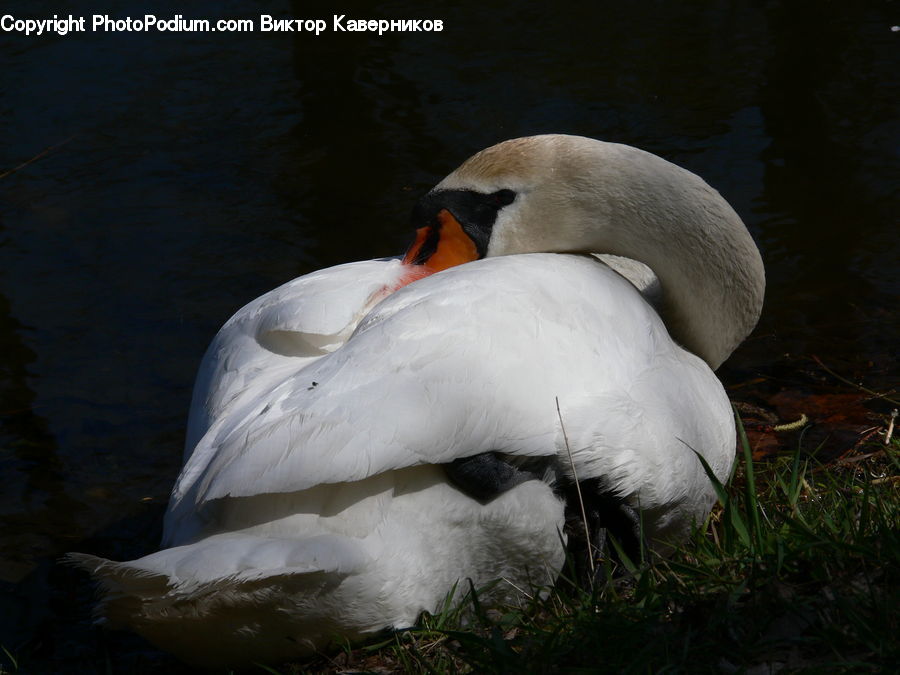 Bird, Swan, Waterfowl, Plant, Potted Plant, Ardeidae, Crane Bird