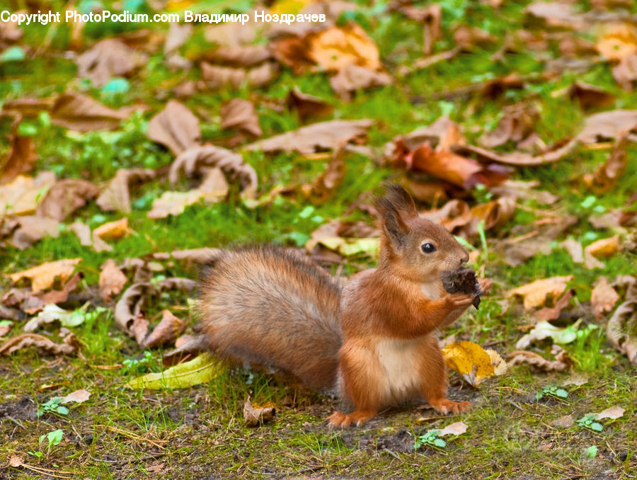 Animal, Mammal, Rodent, Squirrel, Plant, Potted Plant, Field