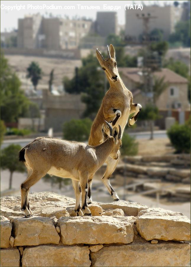 Plant, Potted Plant, Animal, Deer, Mammal, Wildlife, Rubble