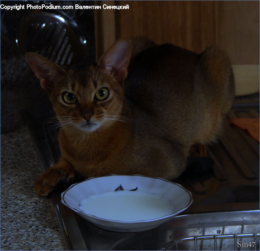 Abyssinian, Animal, Cat, Mammal, Pet, Hole, Porthole