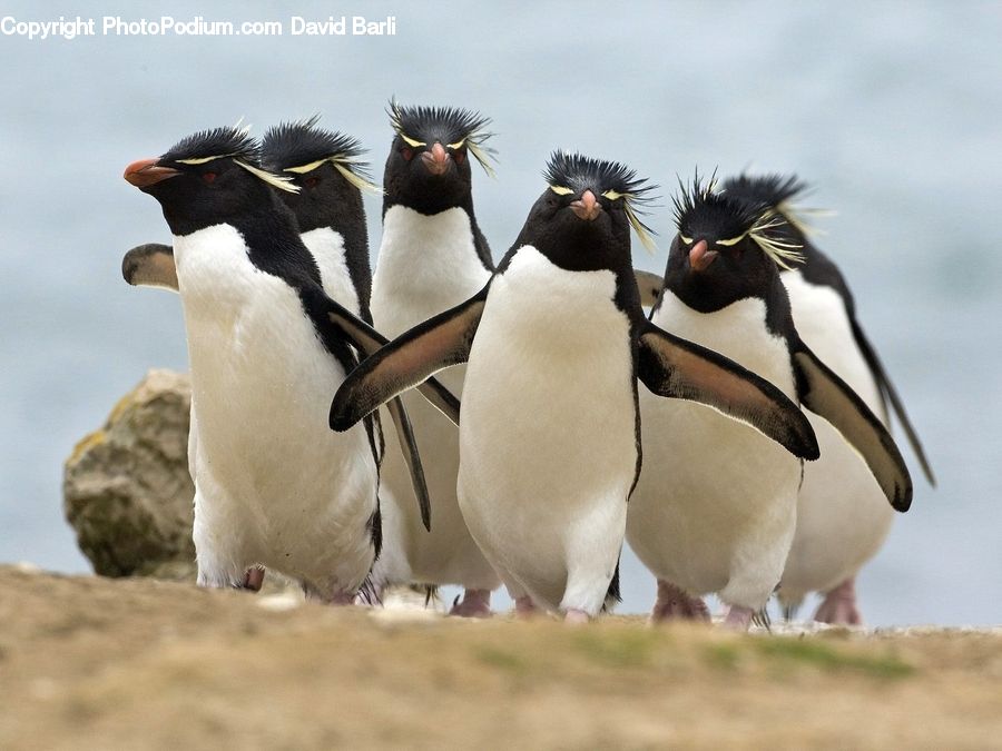 Bird, Penguin, Beak, Booby