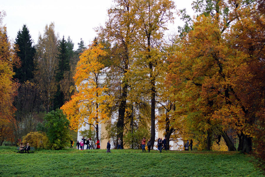 Park, Birch, Tree, Wood, Forest, Vegetation, Conifer