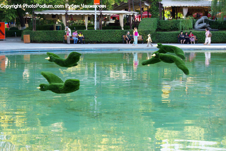 Leisure Activities, Animal, Dolphin, Fish, Sea Life