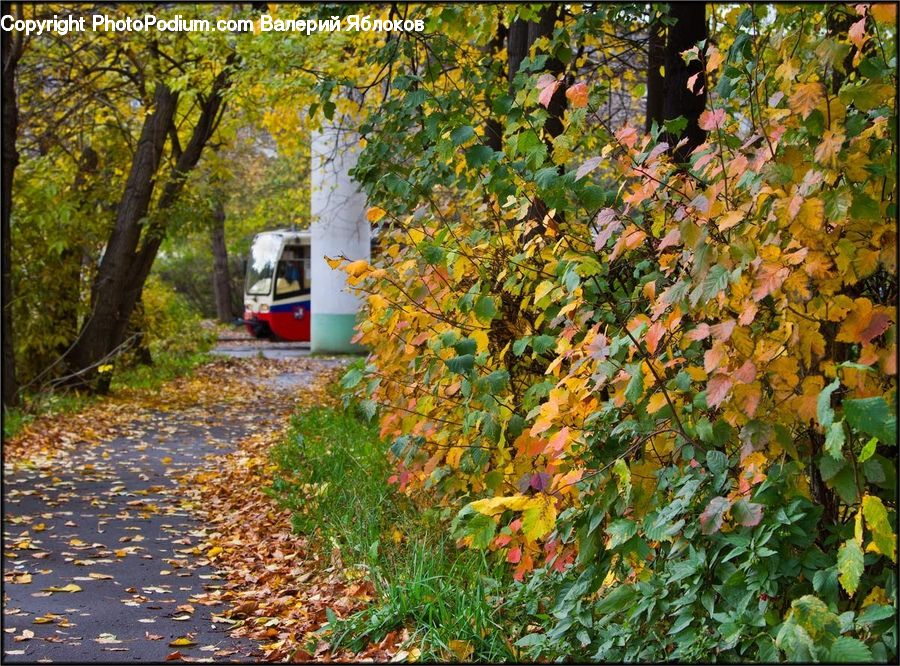 Ivy, Plant, Vine, Bush, Vegetation, Streetcar, Tram