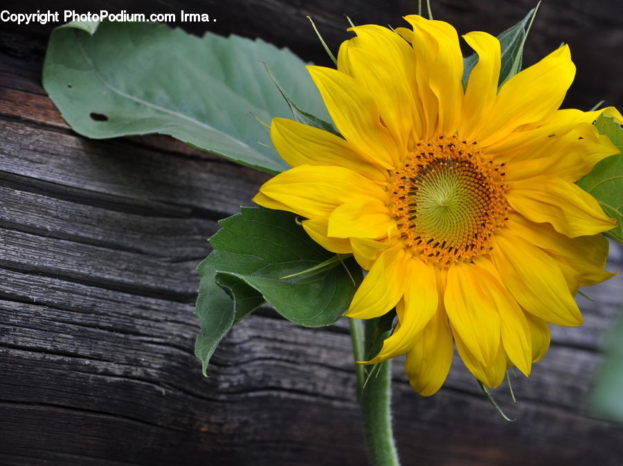 Blossom, Flora, Flower, Plant, Sunflower, Flower Arrangement, Flower Bouquet