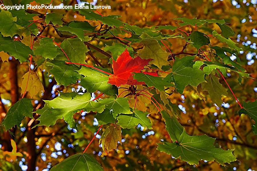 Fruit, Grapes, Maple, Tree, Wood, Oak, Sycamore