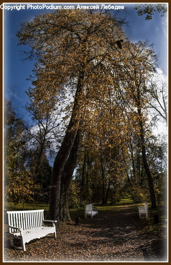 Bench, Park Bench, Plant, Tree, Oak, Wood, Vegetation