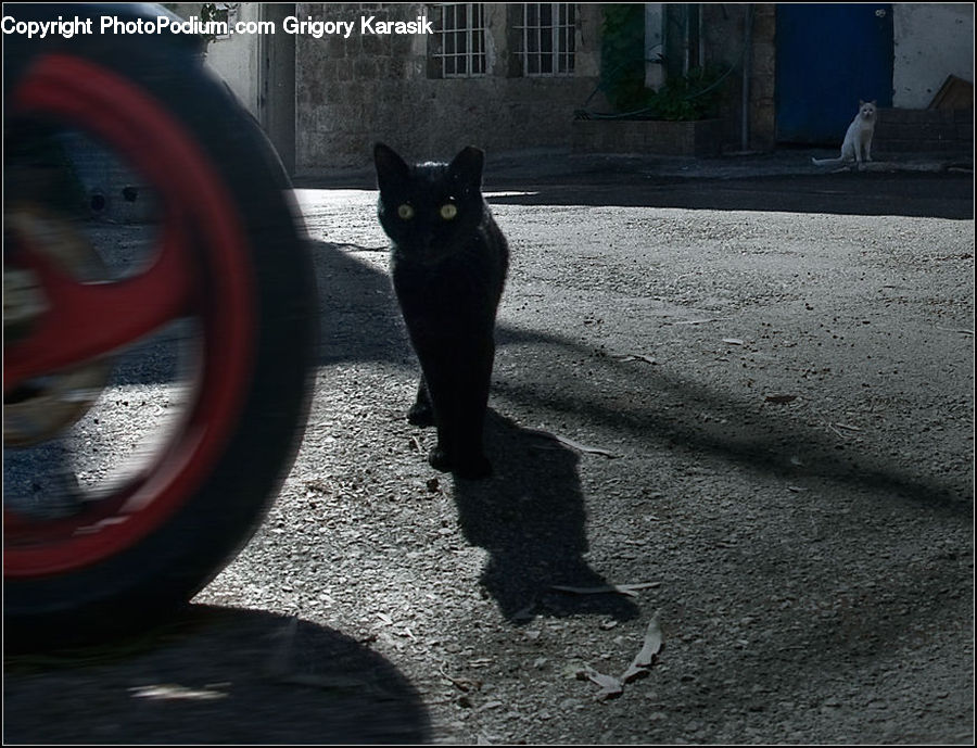 Animal, Cat, Mammal, Manx, Pet, Tire, Plant