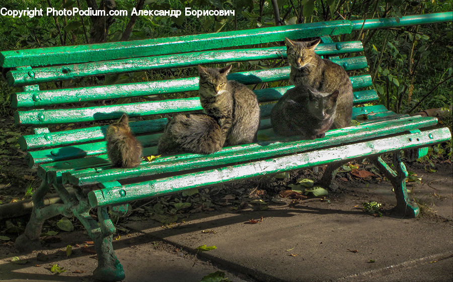 People, Person, Human, Park Bench, Bench, Animal, Cat