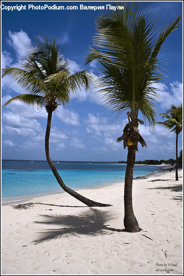 Palm Tree, Plant, Tree, Outdoors, Sand, Soil, Beach