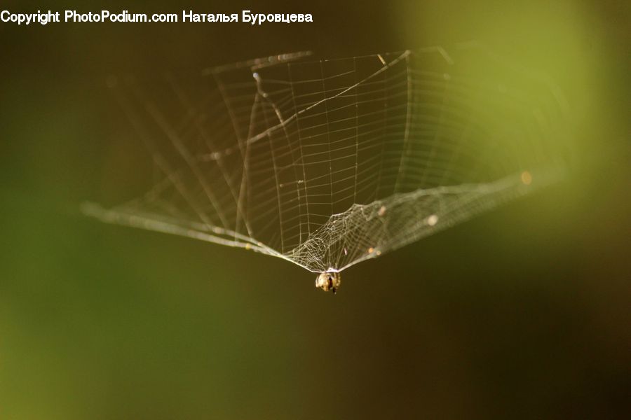 Arachnid, Garden Spider, Insect, Invertebrate, Spider, Spider Web, Argiope