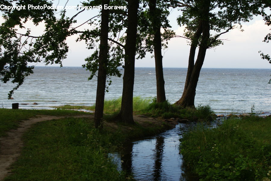 Plant, Potted Plant, Tree, Coast, Outdoors, Sea, Water