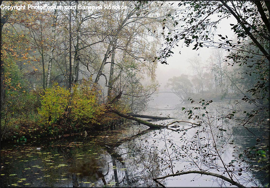 Forest, Vegetation, Outdoors, River, Water, Blossom, Flora