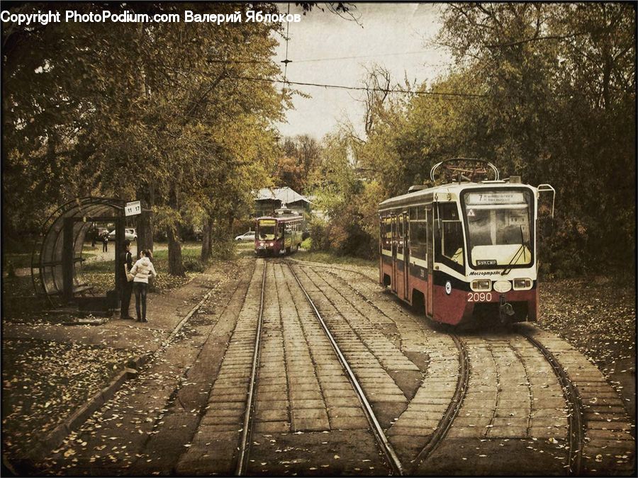 Train, Vehicle, Cable Car, Streetcar, Trolley, Forest, Grove