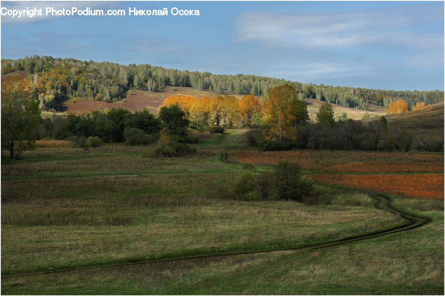 Field, Grass, Grassland, Land, Outdoors, Golf Course, Dirt Road