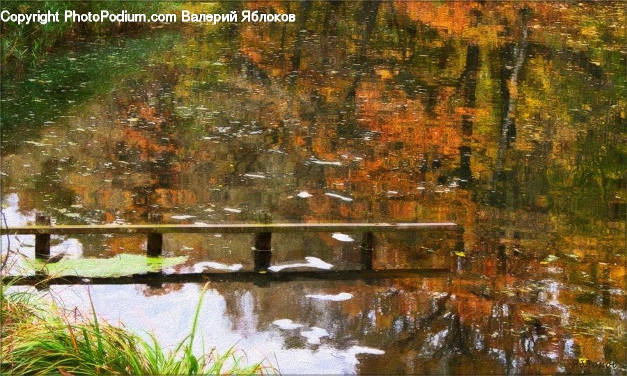 Outdoors, Pond, Water, Forest, Vegetation, Fir, Grove