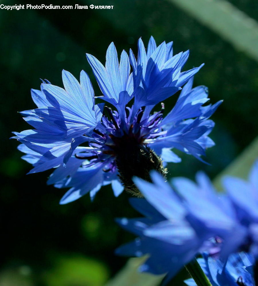 Daisies, Daisy, Flower, Plant, Blossom, Flora, Asteraceae