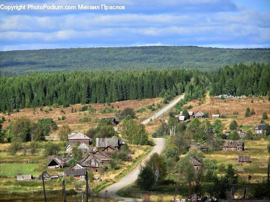 Conifer, Fir, Plant, Tree, Aerial View, Pine, Spruce