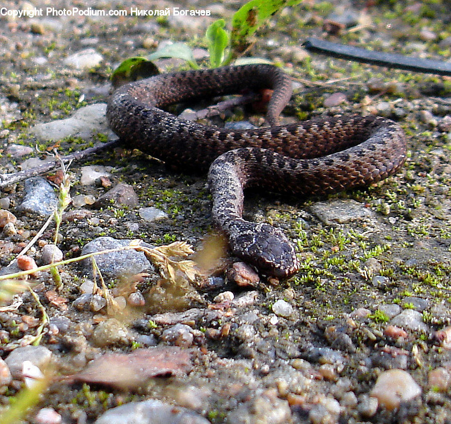 Reptile, Snake, Frost, Ice, Outdoors, Snow, Alcyonacea