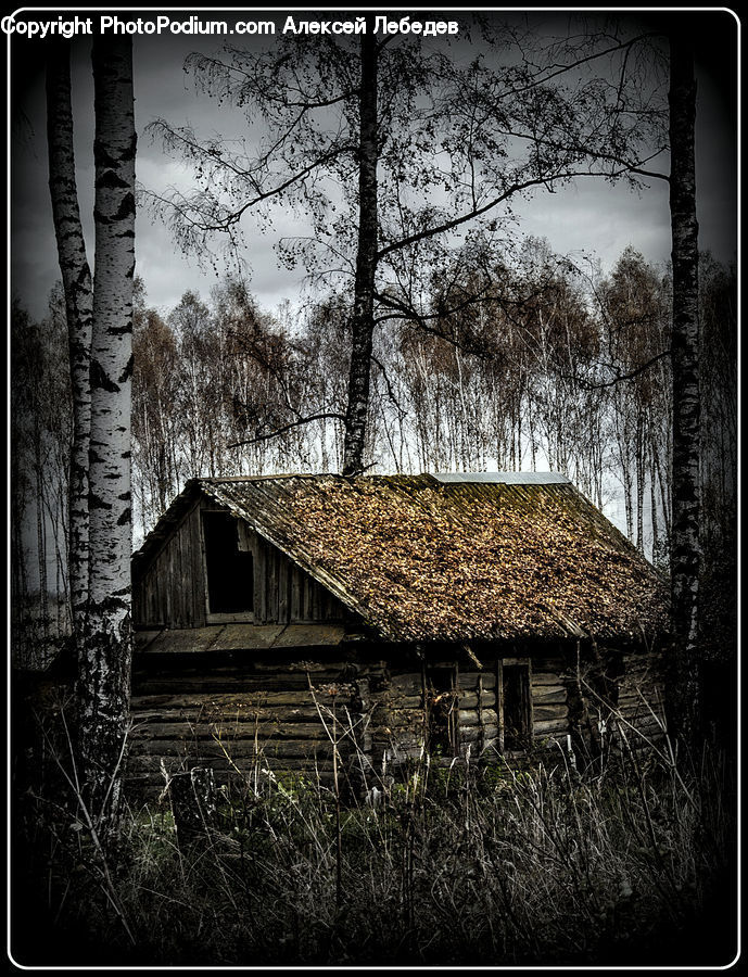 Cabin, Hut, Rural, Shack, Shelter, Building, Cottage