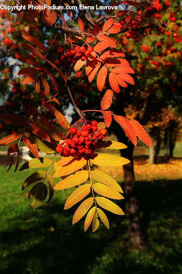 Plant, Potted Plant, Maple, Tree, Wood, Blossom, Flora