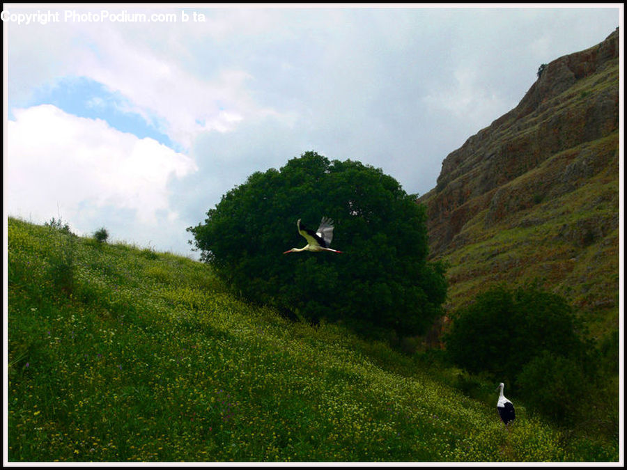 Bird, Stork, Field, Grass, Grassland, Land, Outdoors