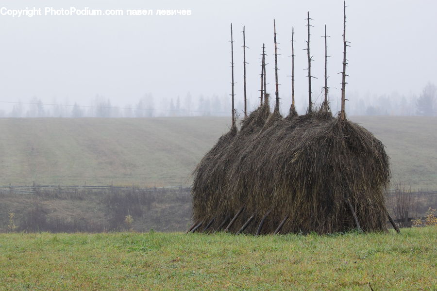 Countryside, Hay, Straw, Field, Grass, Grassland, Plant
