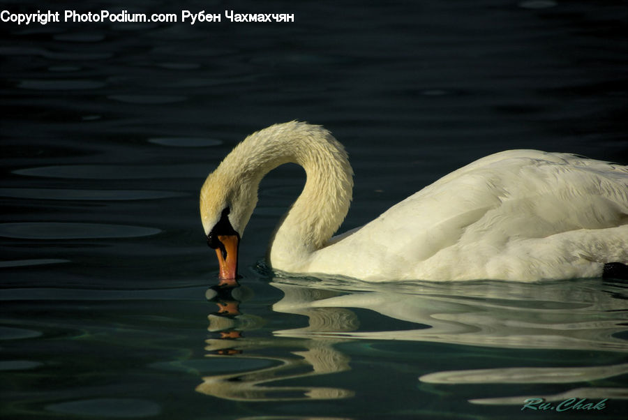 Bird, Swan, Waterfowl, Black Swan, Beak