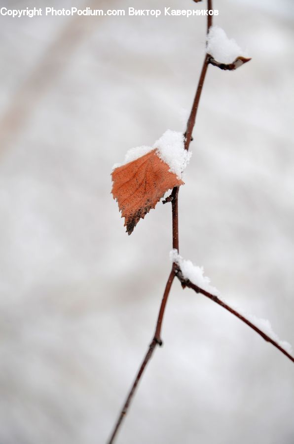 Bee Eater, Bird, Frost, Ice, Outdoors, Snow, Maple