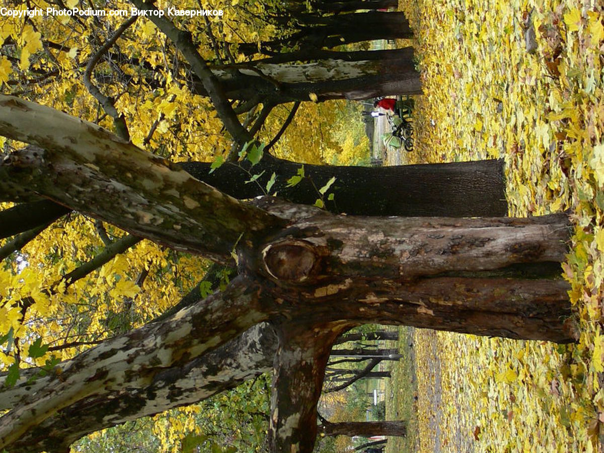 Oak, Tree, Wood, Plant, Birch, Sycamore, Tree Trunk