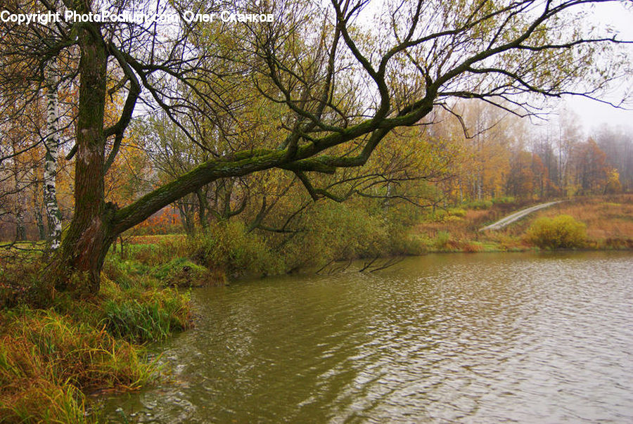 Outdoors, River, Water, Canal, Forest, Vegetation, Landscape