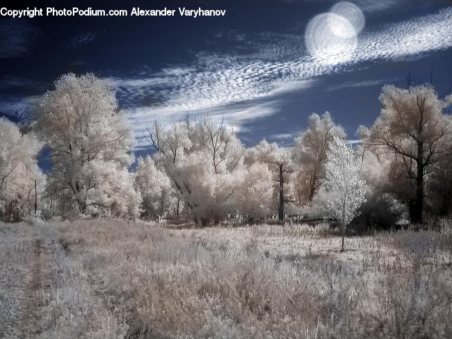 Frost, Ice, Outdoors, Snow, Oak, Sycamore, Tree