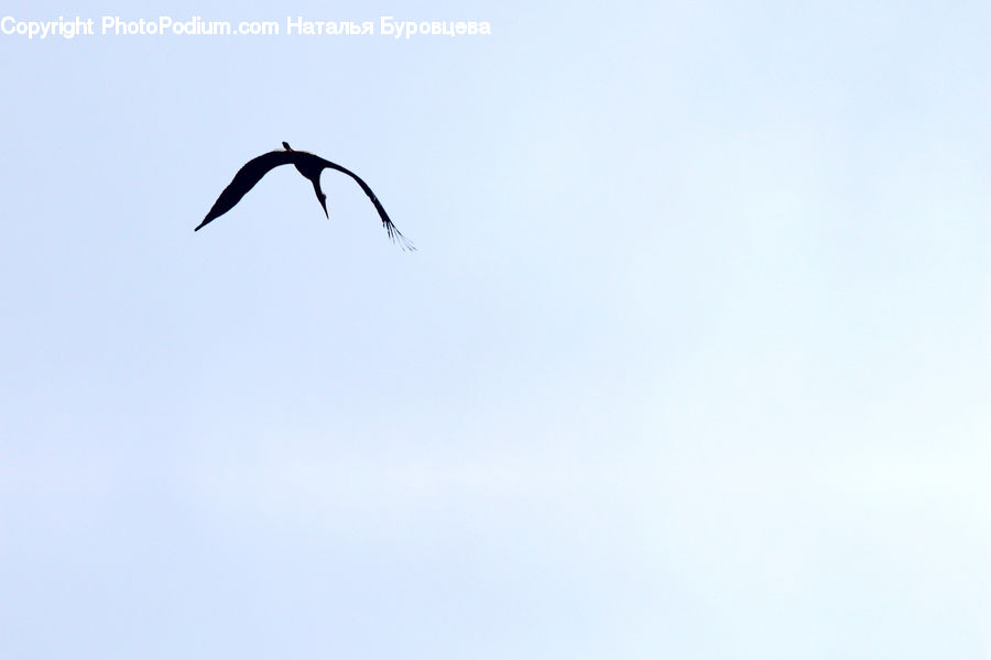 Bird, Crane Bird, Heron, Flying, Seagull, Silhouette, Stork