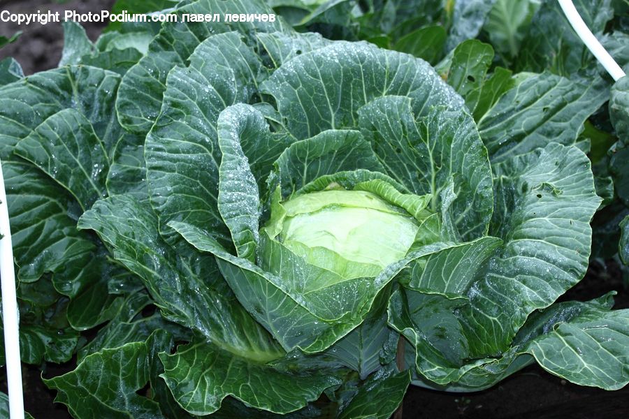 Cabbage, Produce, Vegetable, Head Cabbage, Ivy, Plant, Vine