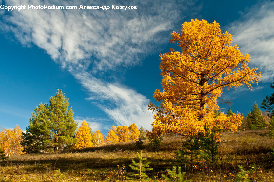 Conifer, Fir, Plant, Tree, Field, Grass, Grassland