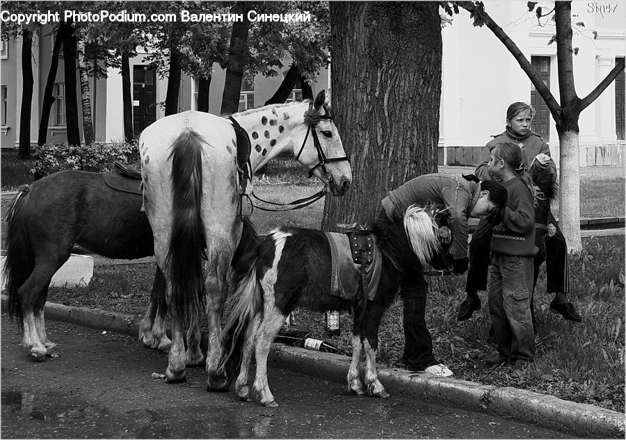 Human, People, Person, Animal, Horse, Mammal, Park Bench