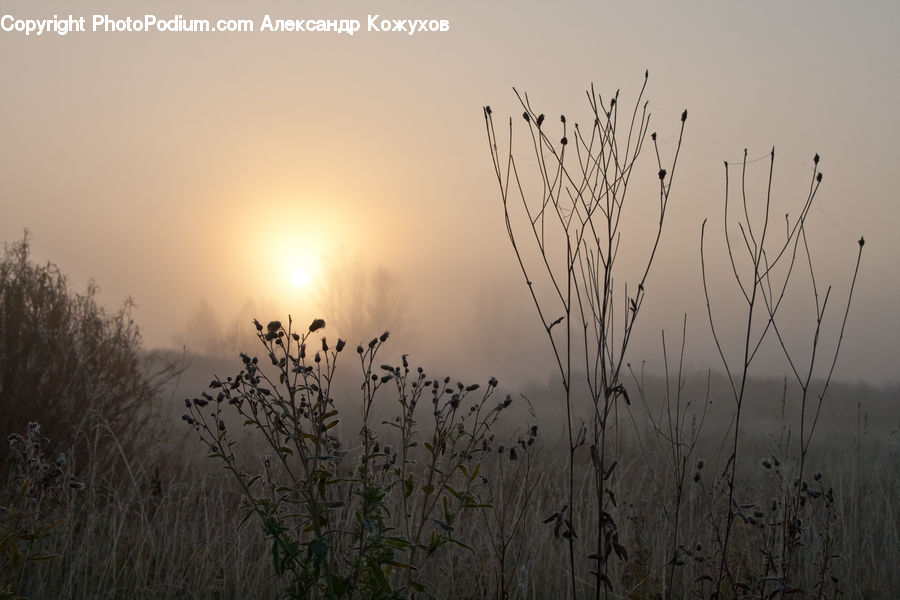 Grass, Plant, Reed, Field, Grassland, Fog, Dawn